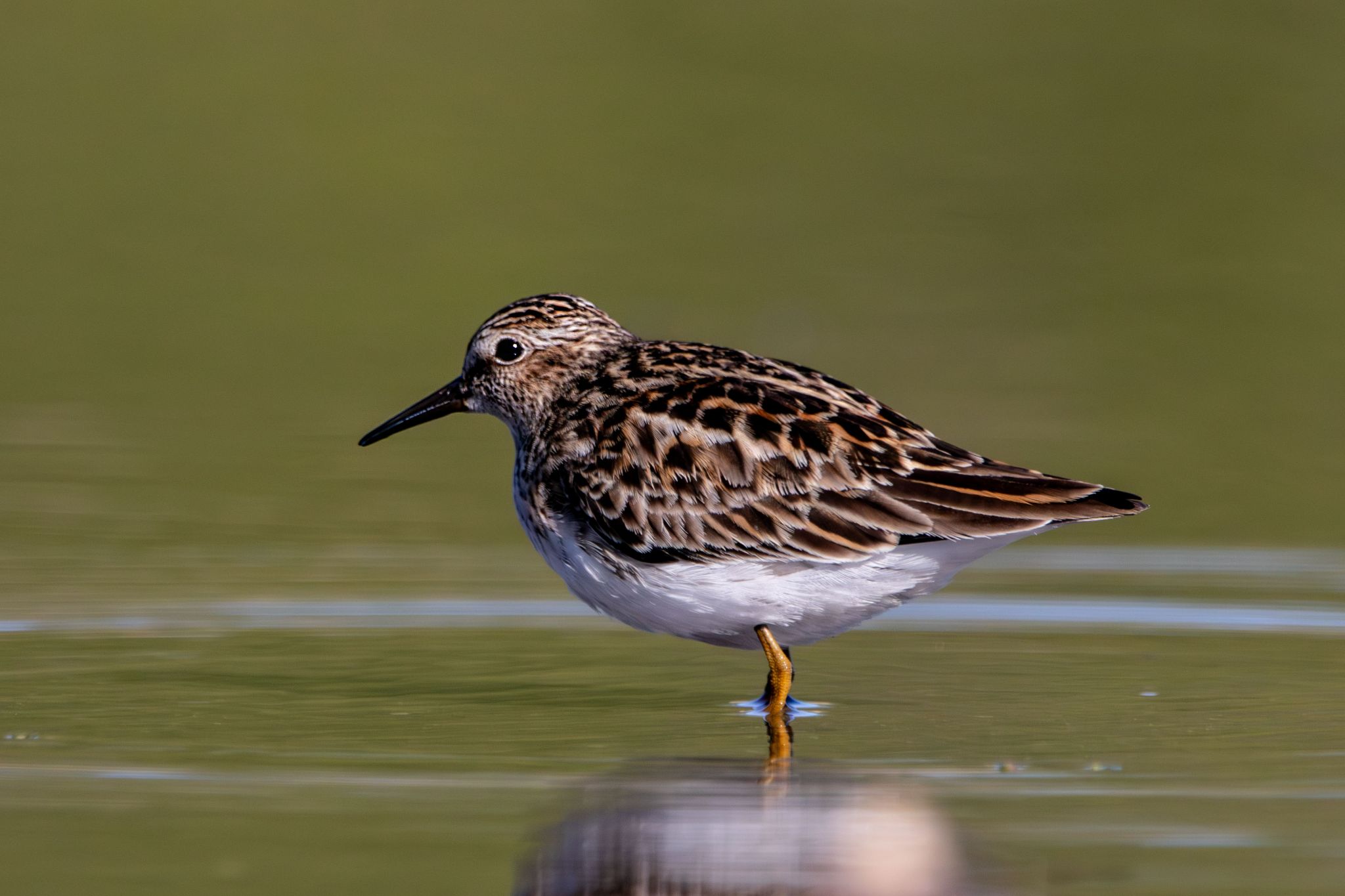 IMG 2070 Enhanced NR copy